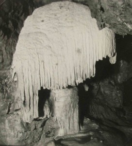 Smuteèní vrba v Och. jeskyni Foto: JH, podzim 1955